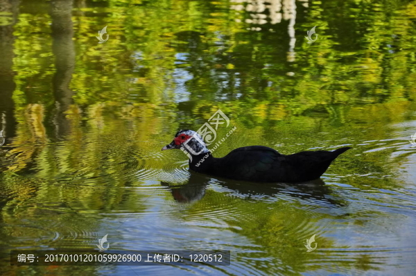 鴨；鳥（1）（56）.jpg