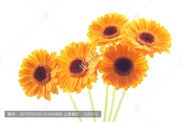 黃太陽菊