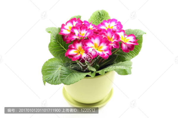 報(bào)春花屬