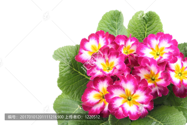 報(bào)春花屬
