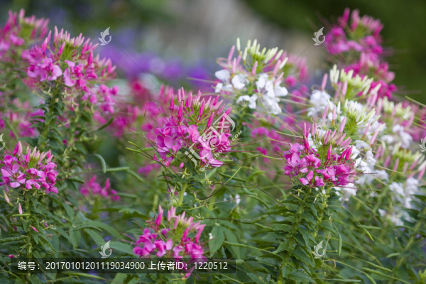 蜘蛛花