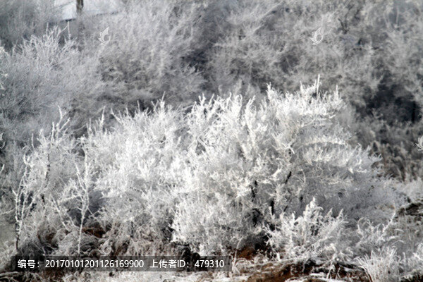 霧凇,冬天,雪景