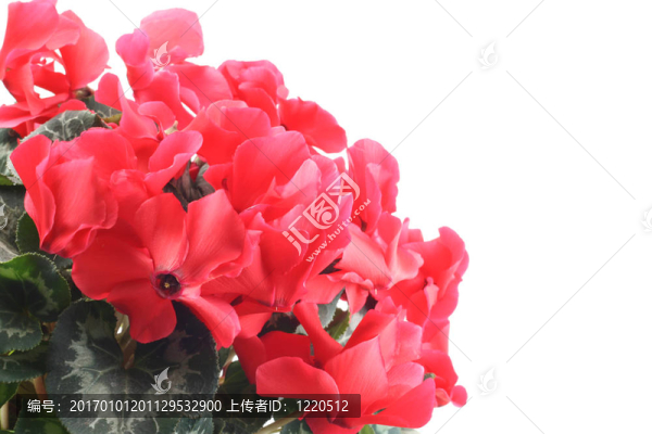 仙客來