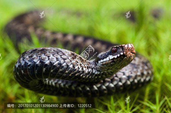 憤怒的毒蛇。