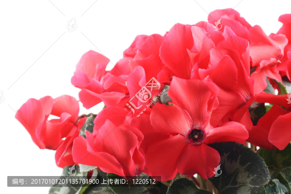 仙客來