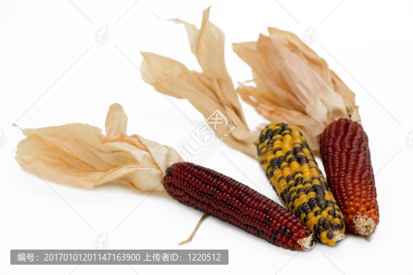 印度玉米-匯圖網(wǎng) www.fosd68.com 印度玉米