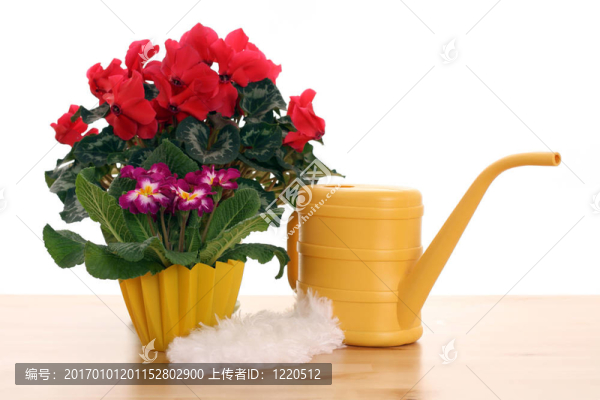 室內(nèi)植物