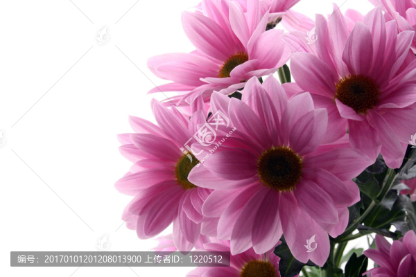 雛菊花