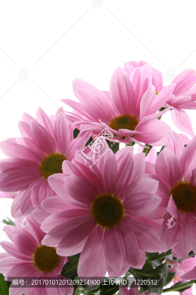 雛菊花