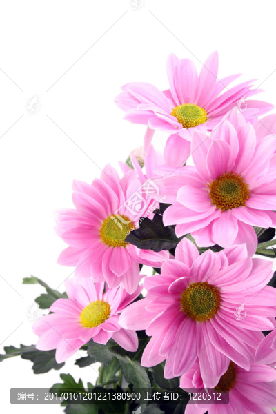 雛菊花