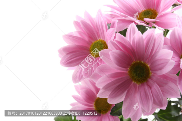 雛菊花