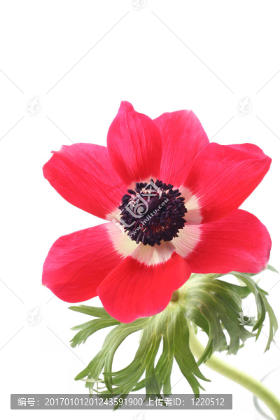 銀蓮花
