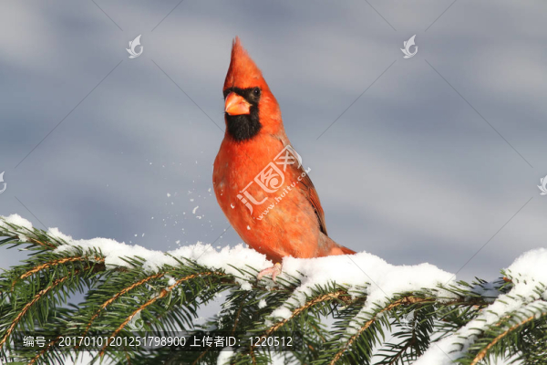 紅衣主教In,Snow
