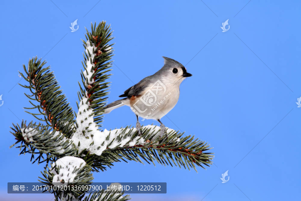云杉上的鳥與雪