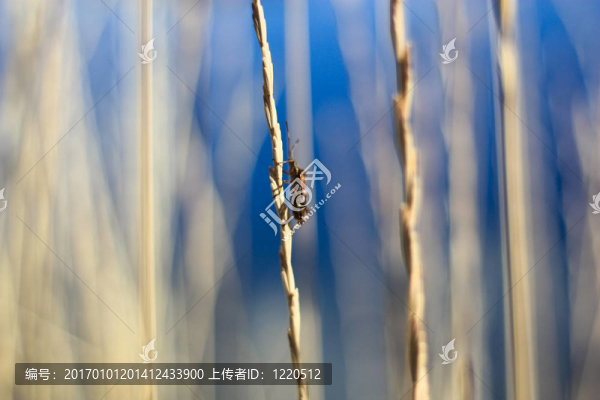 小褐蟲2