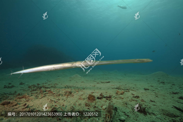 光滑的煙管魚和海洋