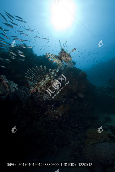 獅子魚和海洋
