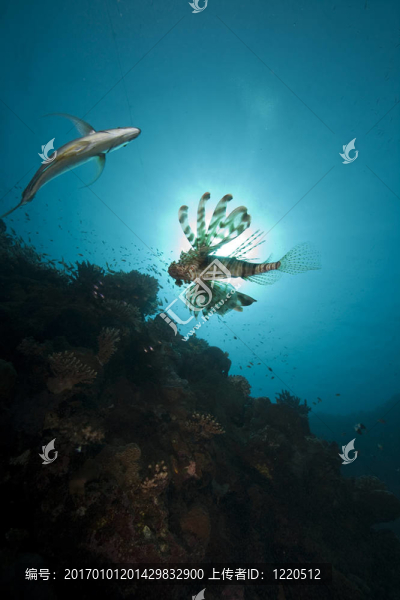 獅子魚和海洋