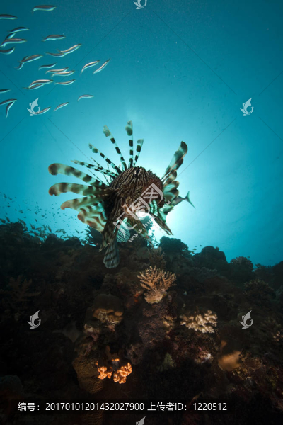 獅子魚和海洋