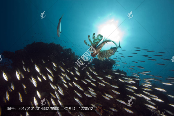 獅子魚和海洋