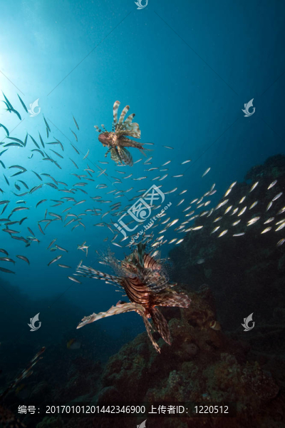 獅子魚和海洋