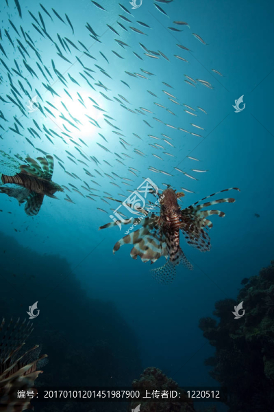 獅子魚和海洋