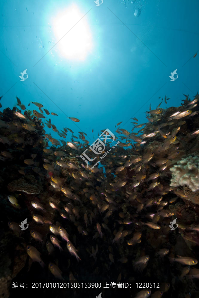GlassFish和珊瑚