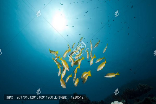 藍(lán)色條紋的魚(yú)和海洋