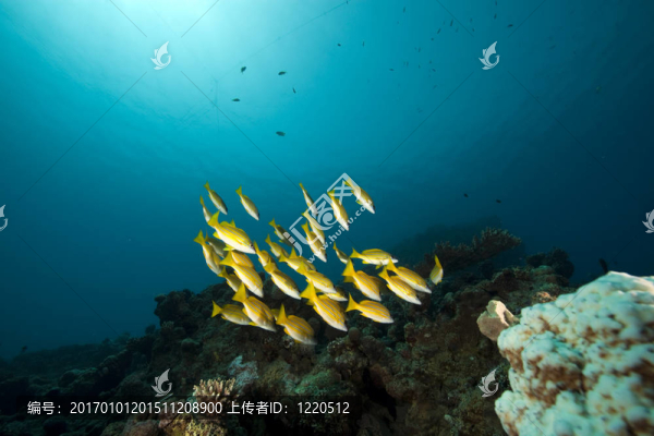 藍(lán)色條紋的魚和海洋