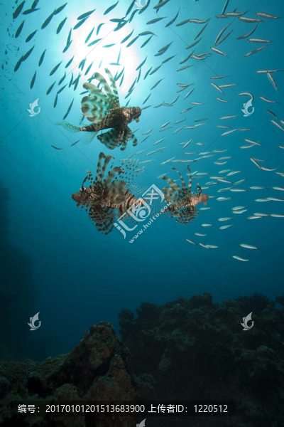 獅子魚和海洋