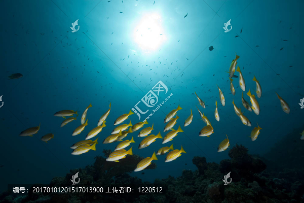 藍色條紋的魚和海洋