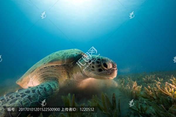 綠海龜吃海草