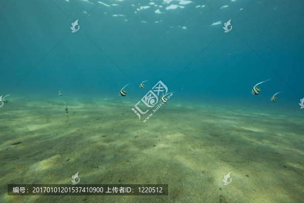 海洋和魚(yú)