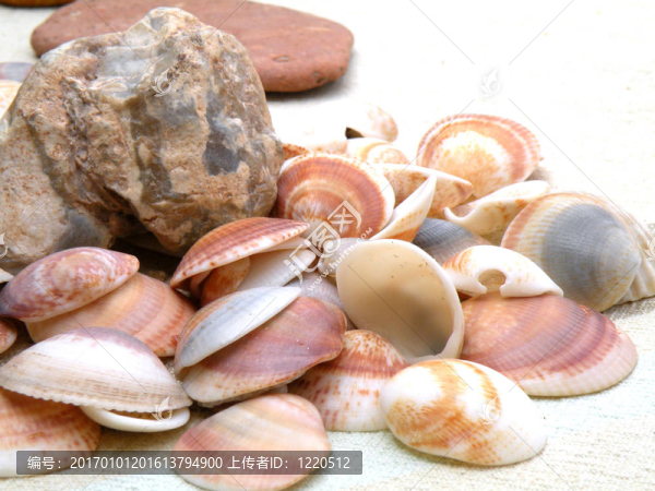 石頭和貝殼-匯圖網(wǎng) www.fosd68.com 石頭和貝殼