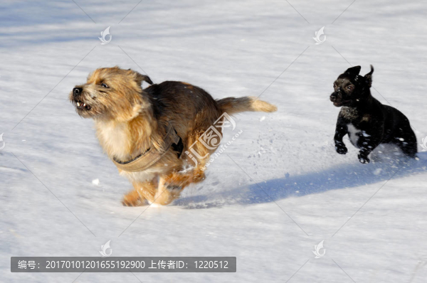 兩只狗在雪地里跑得快