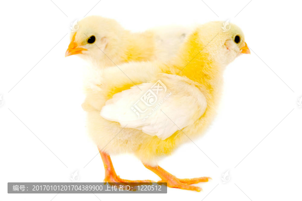 兩只小雞