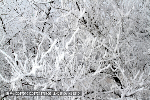 霧凇,冬天,雪景,玉樹瓊枝,冰