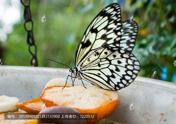 白樹若蟲取食蘋果圈養(yǎng)的蝴蝶。