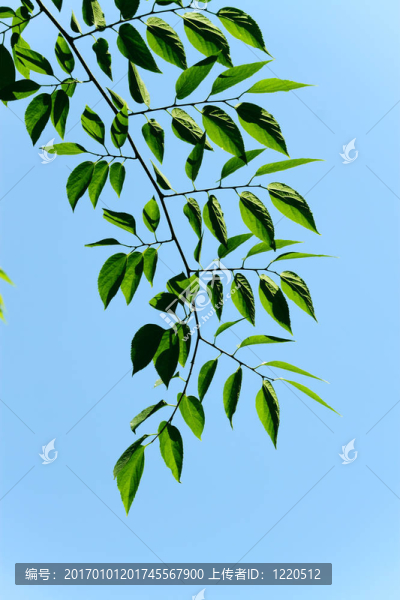 綠色的葉子