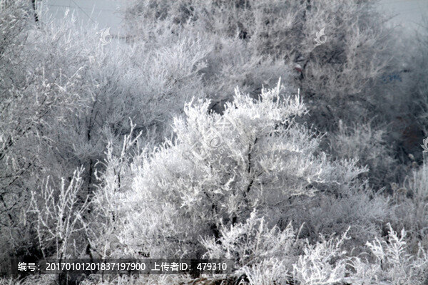霧凇,冬天,雪景,玉樹瓊枝
