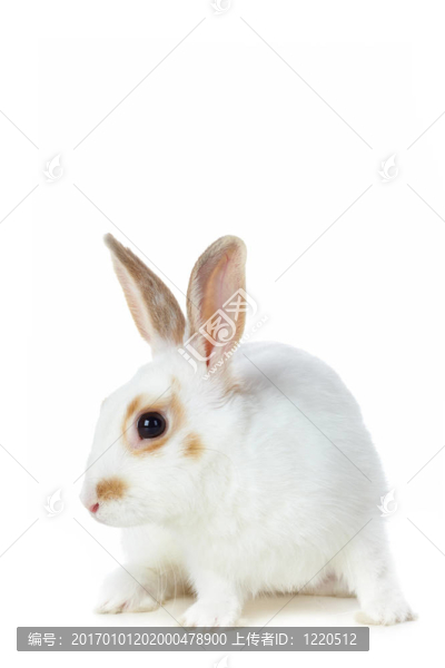 白色的兔子