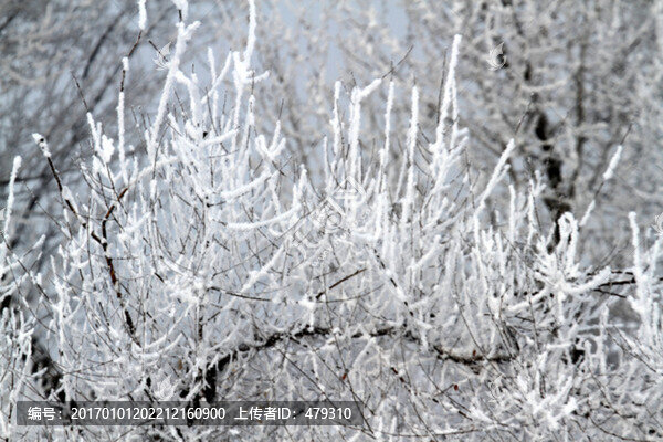 霧凇,冬天,雪景