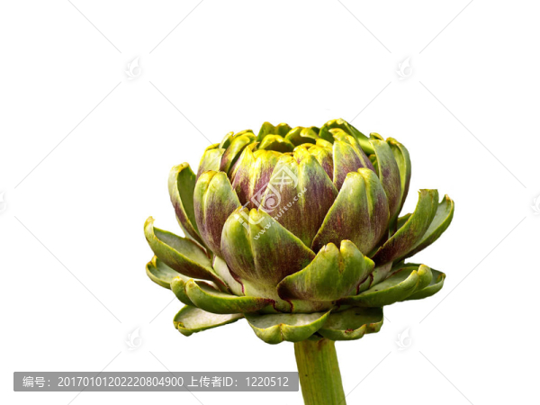 朝鮮薊-匯圖網(wǎng) www.fosd68.com 朝鮮薊