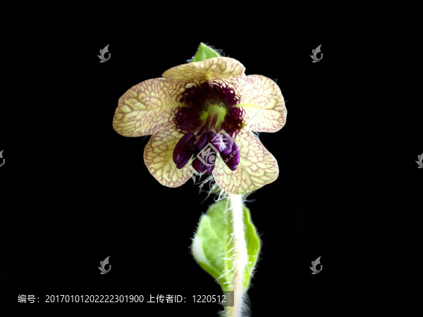 一朵盛開的莨菪-匯圖網(wǎng) www.fosd68.com 一朵盛開的莨菪