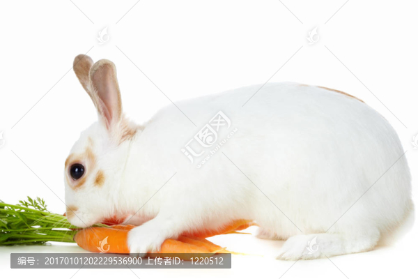 兔子的胡蘿卜