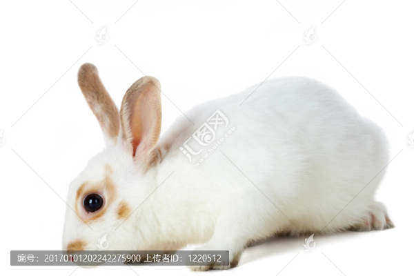 白色的兔子