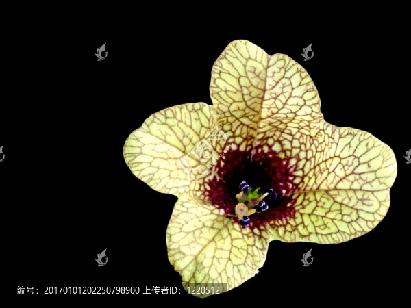 一朵盛開(kāi)的莨菪