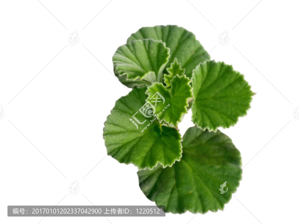 Umckaloabo；非洲草藥；Pelargonium菱鐵礦