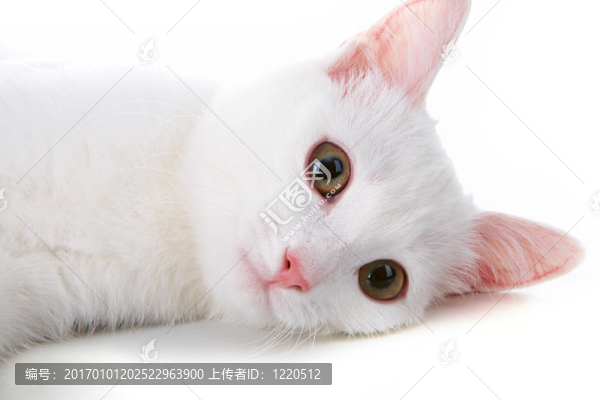 白色的寵物
