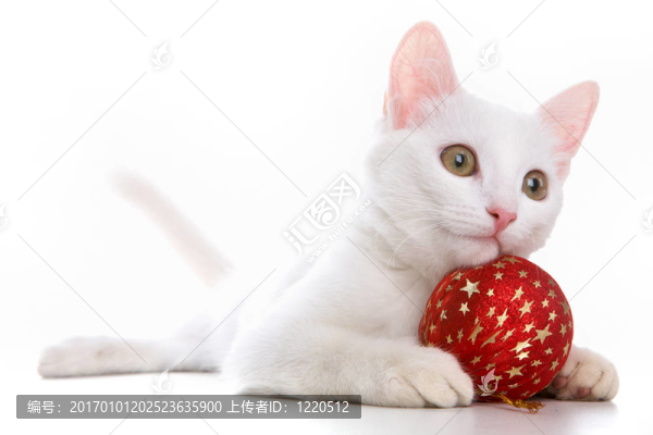 紅色玩具貓